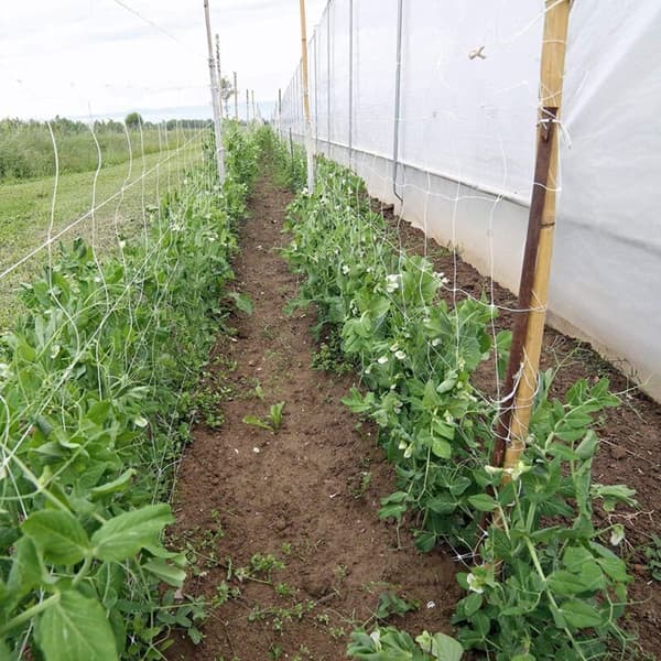 1,5x 9m Have Netting Polyester Trellis Netting Plant Dot Support Netting til Blomsterklatring KLB