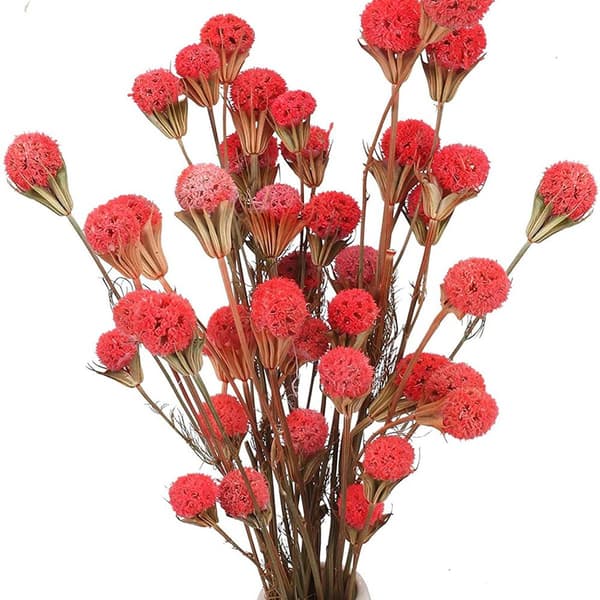Torkade blommor Röd torkad blomma Dekorationsbukett Bröllopsvas KLB