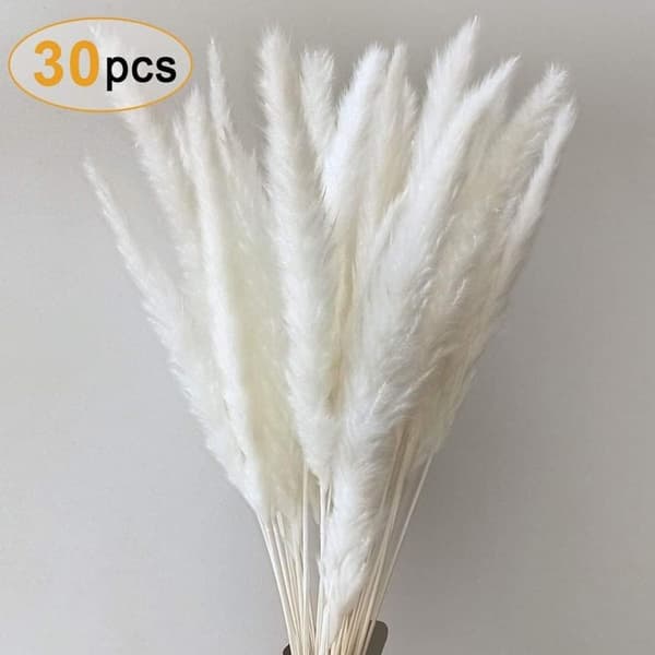 Pampasruoho, luonnon pampasruoho kuivattu pampasruoho Phragmites KLB