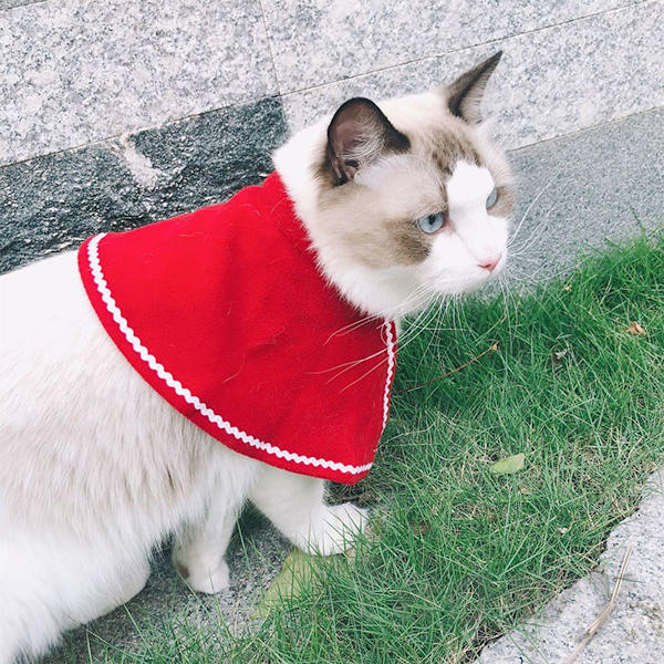 Husdjursdräkt för semesterfödelsedag katt hund Halloween jul stil 3