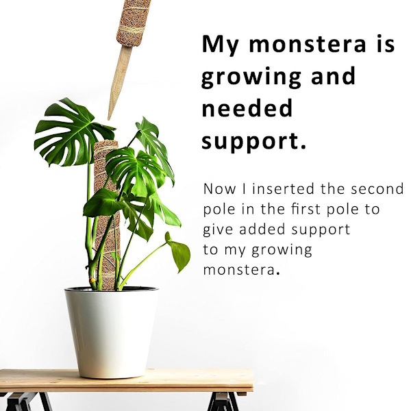 2-pack växtpinnar, kokosnötmosspinnar för växter, växtpinnar, spaljépinnar, monstera