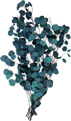 Sporgo Eucalyptus Tørrede Blomster Ægte, Eucalyptus Tørrede Blomster