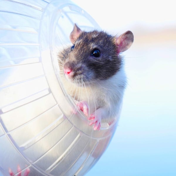 Hamsteripallo, juoksupallo hamstereille ja hiirille, harjoitus, jyrsijälelu KLB:lle