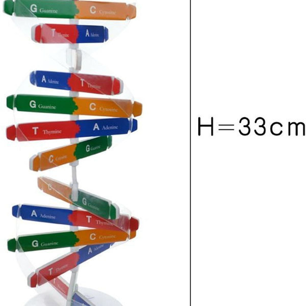 DNA-modeller Dobbelt Helix Modelkomponenter Naturfaglige Undervisningslektioner KLB