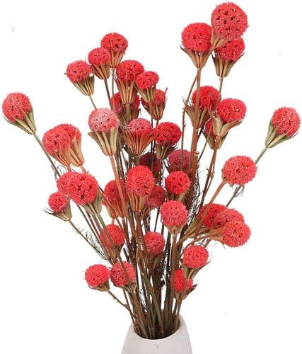 Torkade Blommor Röda Torkade Blommor Dekoration Bukett Bröllop Vas