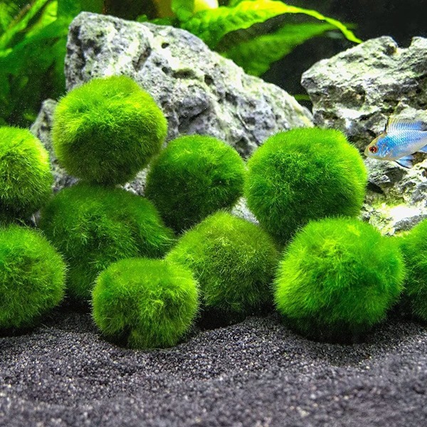 Mellemstore moskugler, akvariedekoration, arvestykke, elsket af Aquarium KLB