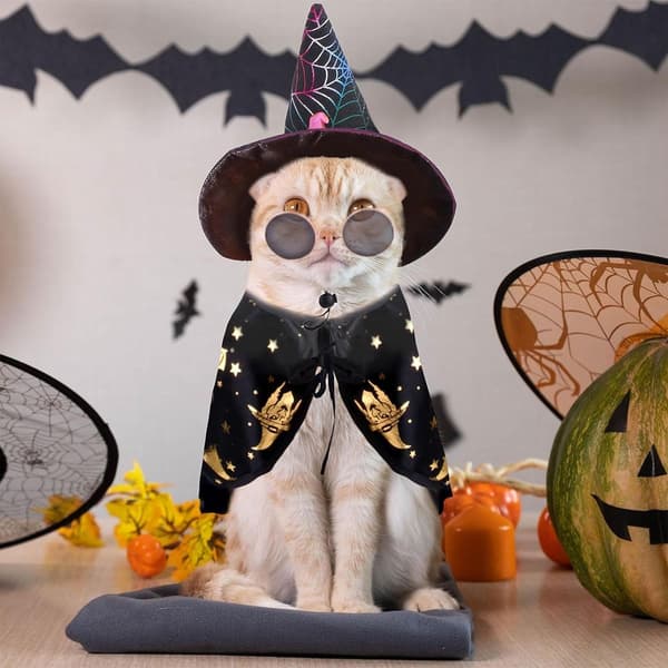 Halloween-kostumer til hunde, edderkoppe-troldmandshat og slipsesæt til hunde, KLB