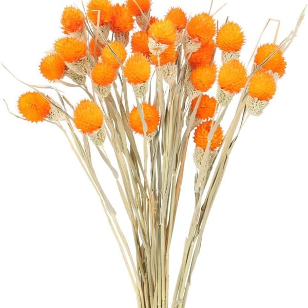 Tørket furukongleblomst naturlig udødelig tørket blomst KLB
