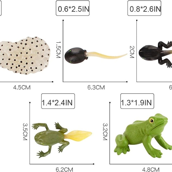 Frøens livscyklus sæt 5 stykker vækst journal figurer model læringshjælpemidler KLB