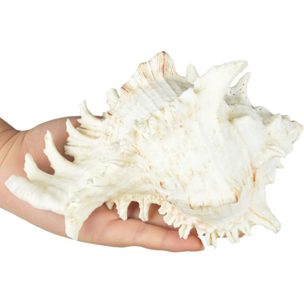Luonnolliset simpukat, simpukka 18CM ---- 20CM simpukat, käytetään