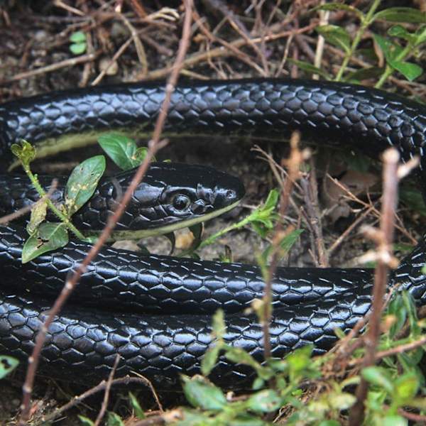 Realistisk gummiormleksak 50 tum Mamba för trädgårdsprylar KLB