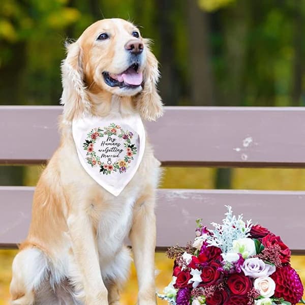 Hundbandana, bröllopsförlovningsfoton, husdjursscarf Form6
