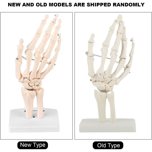Medicinsk skelettmodell - Medicinsk anatomi Livsstorlek Människohand Joint Study Human Medical Anatomy Art Sketch Skeleton School