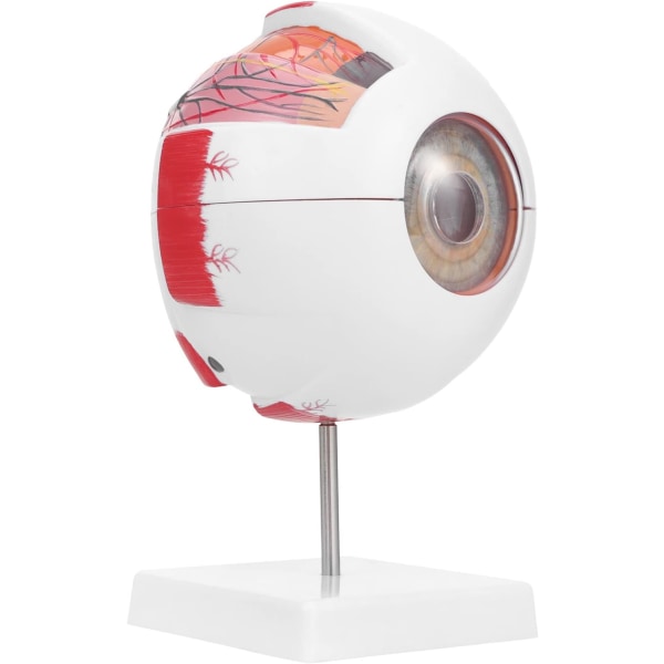Eye Anatomy Model, 6X förstorad anatomisk modell för mänskligt öga med avtagbart stativ