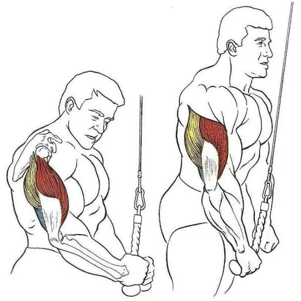 Pulldown-reb til enkelt greb - Triceps- og biceps-træningsudstyr til kabelmaskine