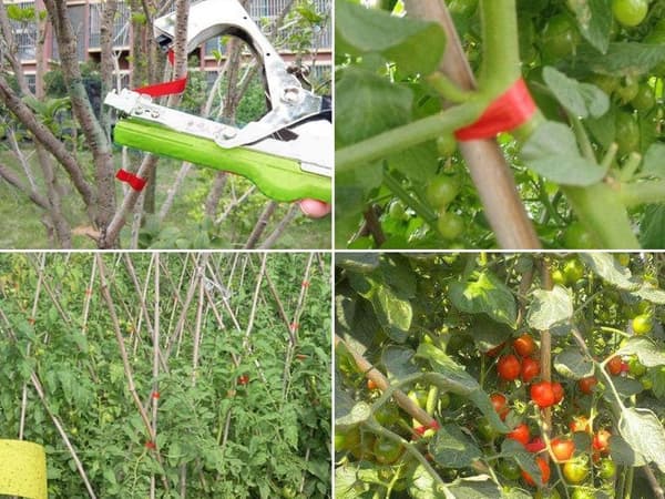 Plantebinder - Tapener til tomat og vinranke