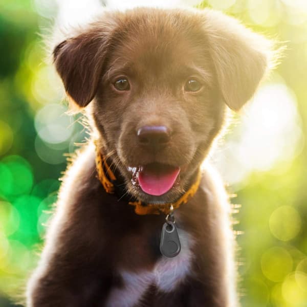 Smart Bluetooth Pet Locator | GPS Tracker Alarm, Selfie Remote Trigger, Trådlös Automatisk Husdjur Hund Tracker