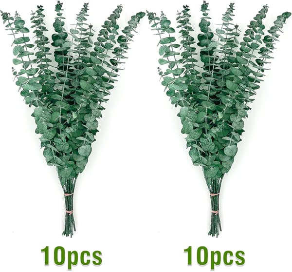20 Stykker Naturlige Tørrede Eukalyptusblomster Ægte og Præserverede Eukalyptusstængler 43cm, til Blomsterarrangement
