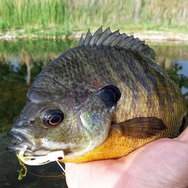 Set med 10 fjäderflugfisketrippelkrokar