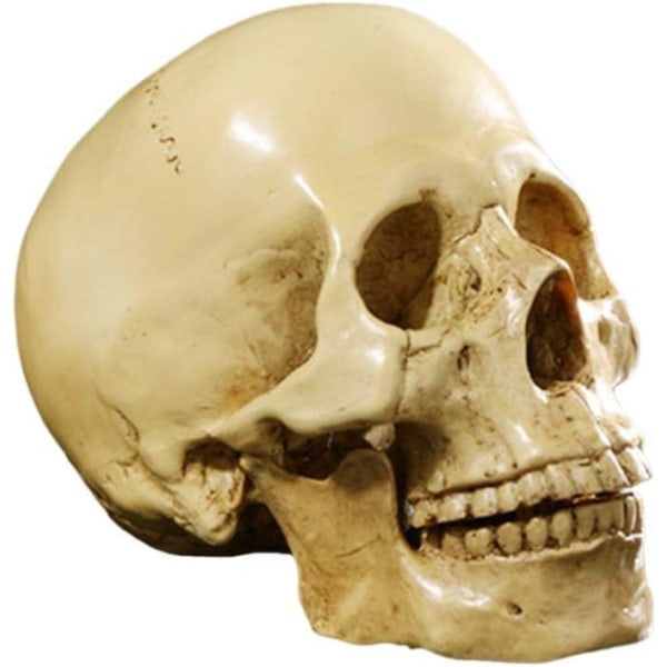 Naturlig storlek 1:1 Replika Realistisk Mänsklig Anatomi Skalle Gotisk Halloween Dekor Prydnad Anatomisk Medicinsk Undervisning Skelett (Gul)
