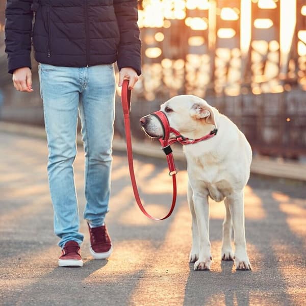 Hundehovedkrave, No Pull Halter med blød polstring, Træningsværktøjîbæredygtig udvikling for mellemstore hunde