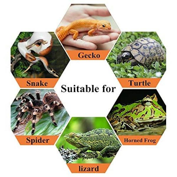 Mini terrarium transportbox, akryl reptilmatningsbox, bärbar reptiluppfödningsbox transparent reptiluppfödningslåda för spindelödla, ödla,
