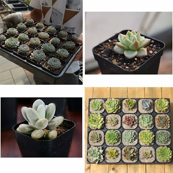Återanvändbara Plantkrukor, Tjocka Plastkrukor Perfekta För Att Starta Örter, Frukter Och Grönsaker, Främjar Hälsosammare Växter Med Effektiv Dränering