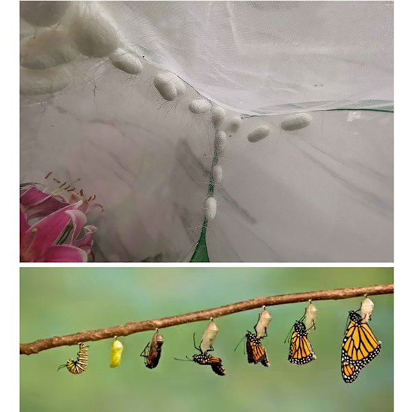 Bärbar insektsfjärilshabitat Bur Insektshus Inhägnad Avelsbur