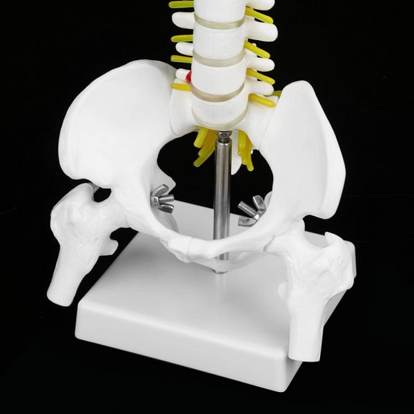 Ryggmodell 45 cm Avtagbar flexibel ryggrad Skelettanatomi