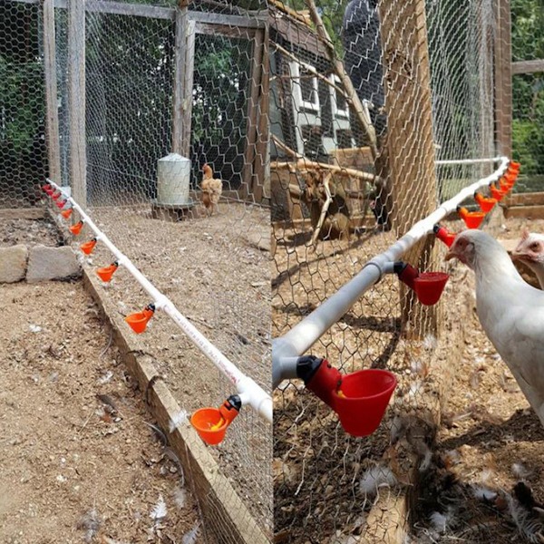 Chicken Drinker Automatisk fjäderdrickare DIY Any Assembly