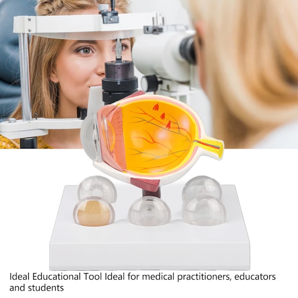 Förstorad anatomisk modell av mänskligt öga, visar exakt synnerver, hornhinna, iris, lins, medicinsk ögonmodell