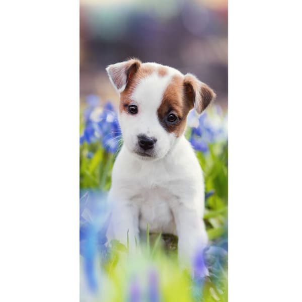 Kompatibelt Plånboksfodral till Apple iPhone 13 Pro Hund