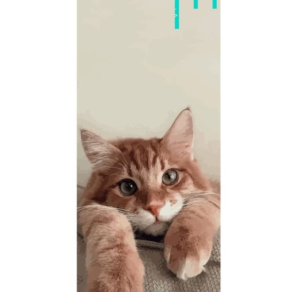 Kompatibel Tegnebogsetui til Apple iPhone 13 Pro Kat