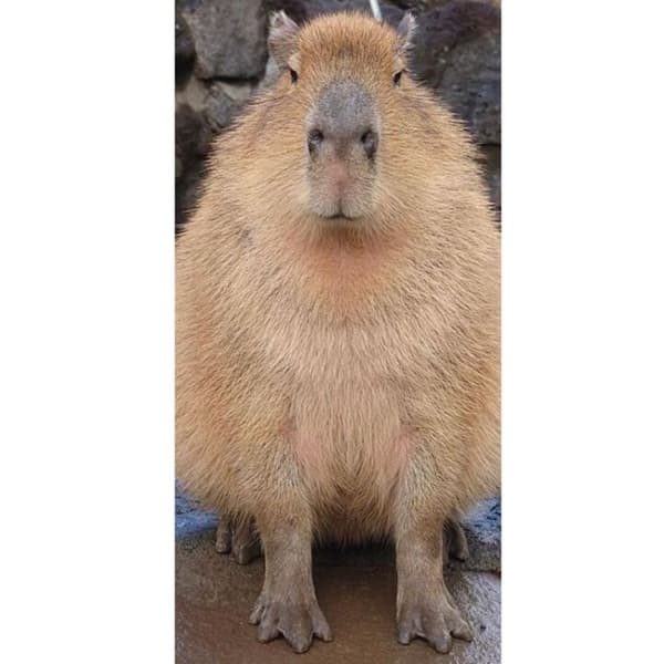 Kompatibelt Lommeboketui til Apple iPhone 13 Pro Capybara