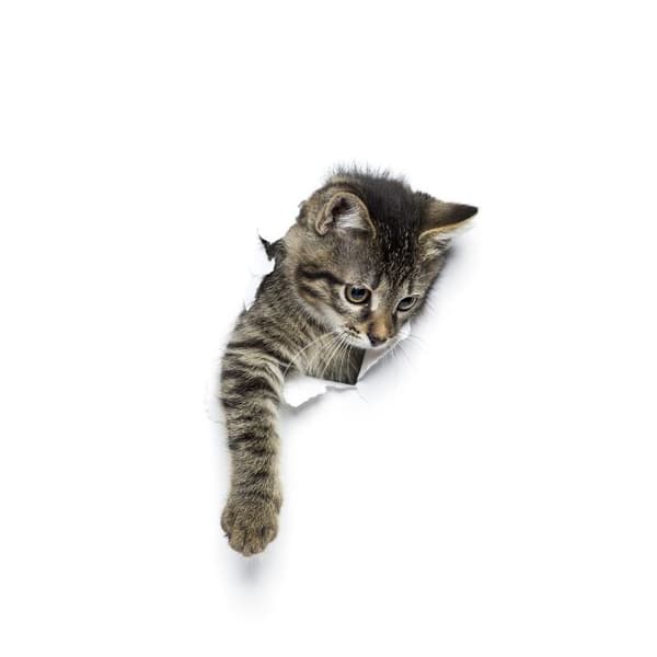 Kompatibelt Plånboksfodral till Apple iPhone 13 Pro Katt