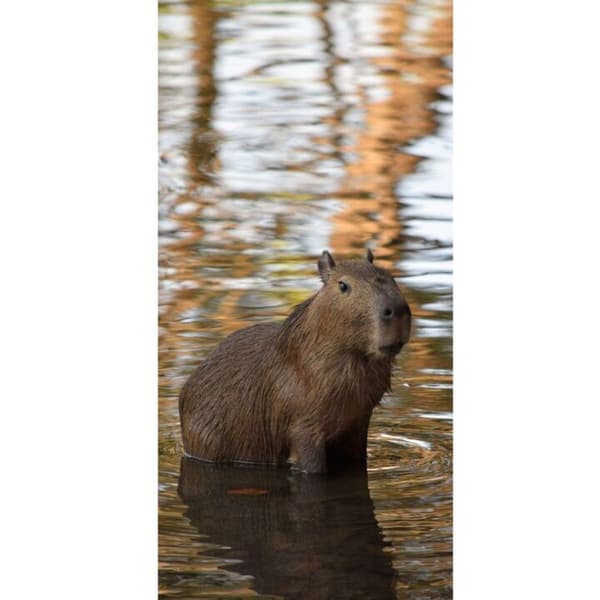 Kompatibel Tegnebogsetui til Apple iPhone 13 Pro Capybara