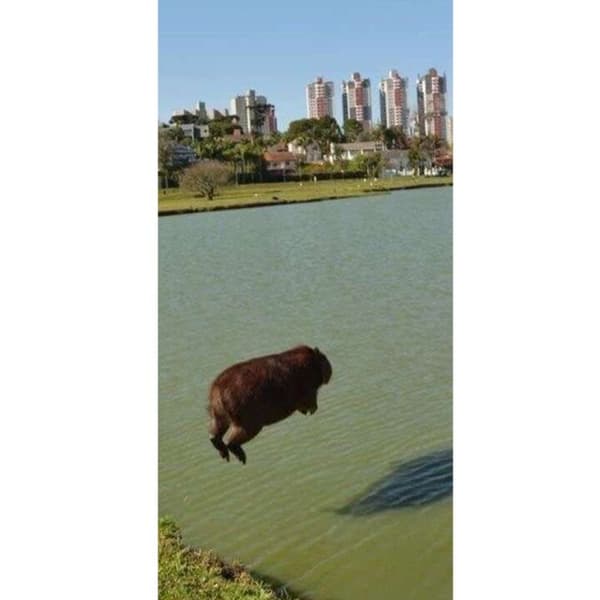Yhteensopiva Lompakkokotelo Apple iPhone 13 Pro Capybara