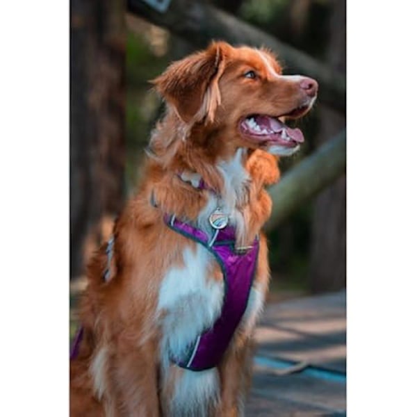 Halsbånd til Hund - RED DINGO - Dingo - Lilla - Størrelse XS - 25-36 cm, 31-43 cm flerfarvet