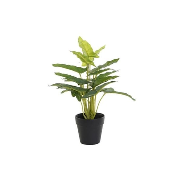 DKD Home Decor Korist plant, Standardi - S3030548