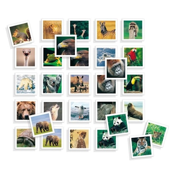 DISET - Animal Photo Memo Flerfarvet