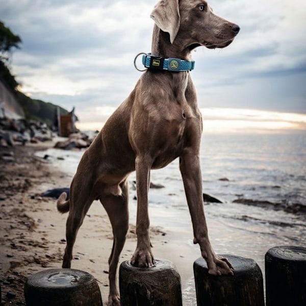Collar - JÄGARE - Hilo Vario plus L Nacke - Turkos - Lätt - Reflekterande Turkos