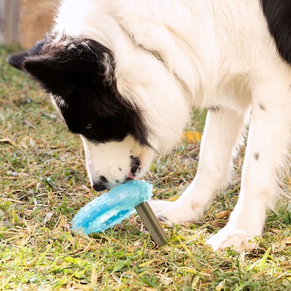 Bitleksak - InnovaGoods - 2 i 1 - Frystningsbar - TPR - För Mellanstor Hund blå