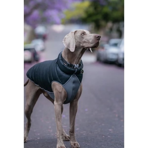 Käännettävä takki - Red Dingo - 60 cm - Musta ja harmaa - Vedenpitävä - Neopreeni ja fleece sort og grå