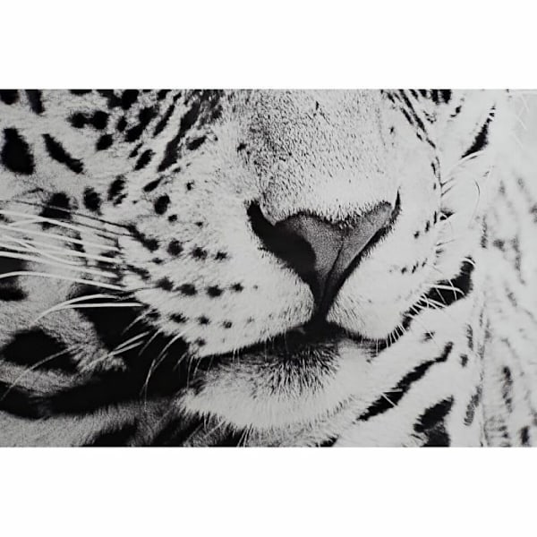 kehys 100 x 2,5 x 100 cm siirtomaaleopardi (2 kpl)