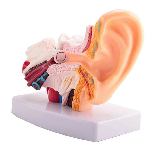 1,5x Human Ear Model - Shows Ear Structure, Inner and Outer Ear - Teaching Aid