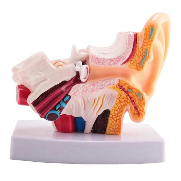 1,5x Human Ear Model - Shows Ear Structure, Inner and Outer Ear - Teaching Aid