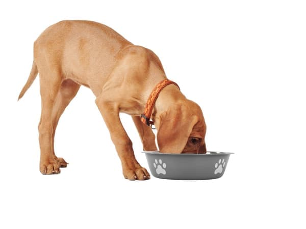 Skridsikker metalskål til hunde- og kattefoder, vandskål 150ml