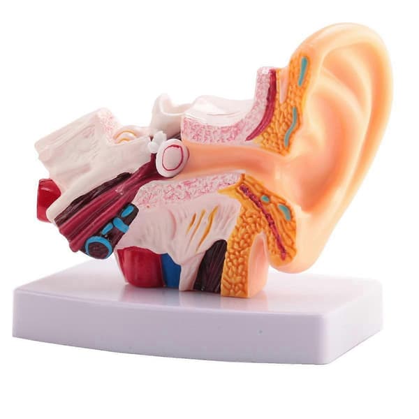 1.5x Human Ear Model - Shows Ear Structure, Inner and Outer Ear - Teaching Material