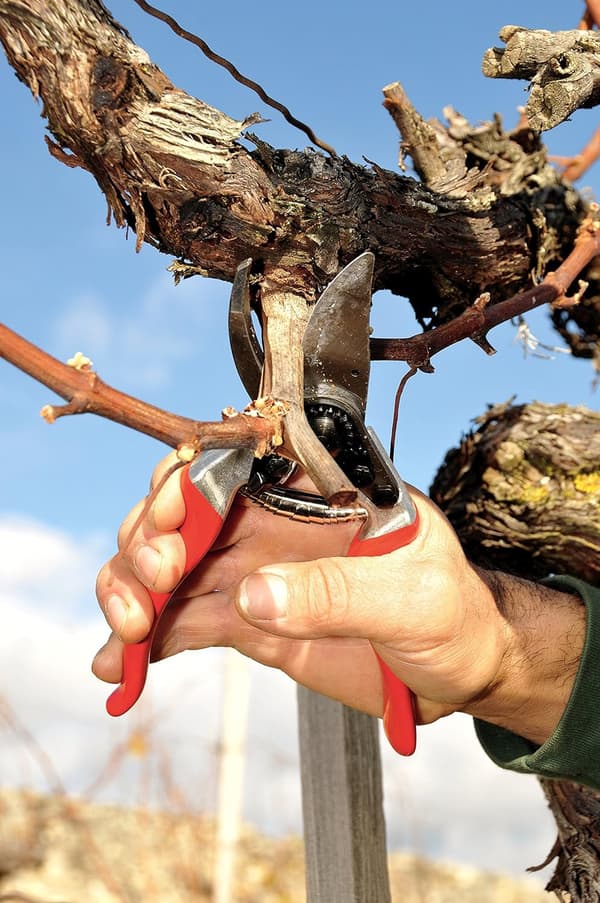 Classic Pruner for Smaller Hands - 100052385 (Renewed){Bt}
