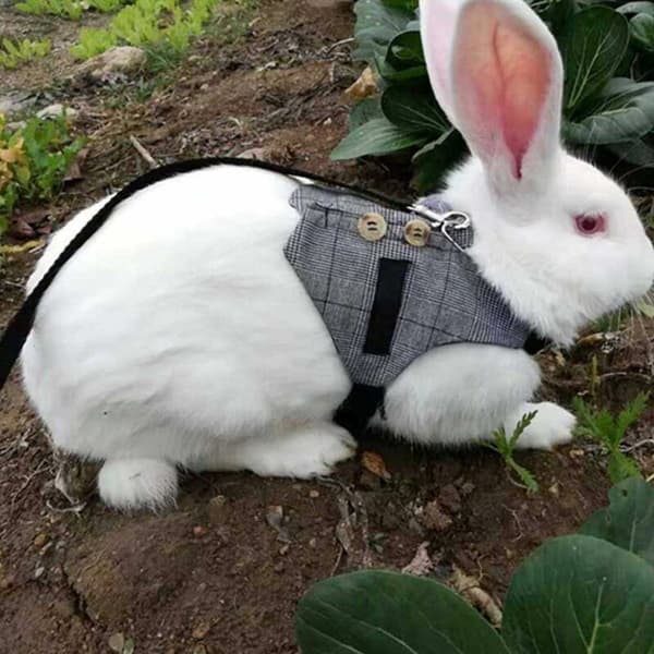 Rabbit Harness and Belt Set, Breathable Soft Rabbit Harness with Leash Gentleman Style for Rabbit Kitten Small Animals Jogging (M)